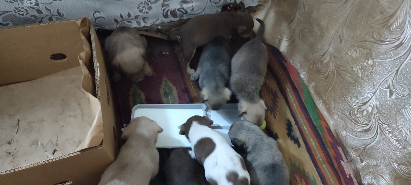 Песики шукають домівку