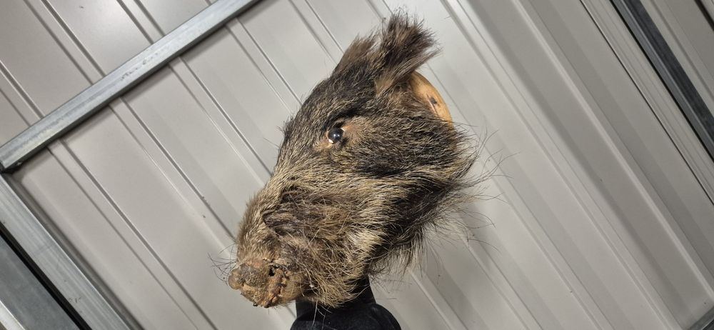 Bazant kura dzik spreparowane