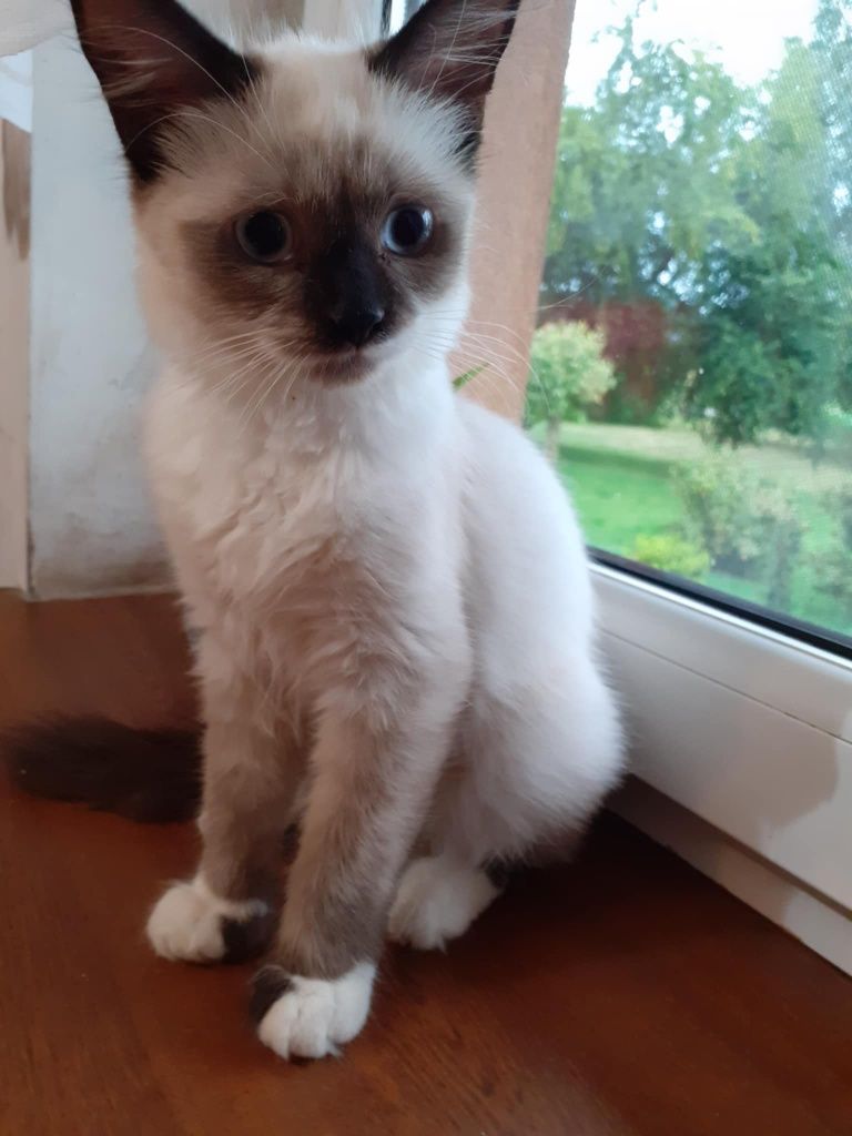 Kocurek ragdoll kot 4msc