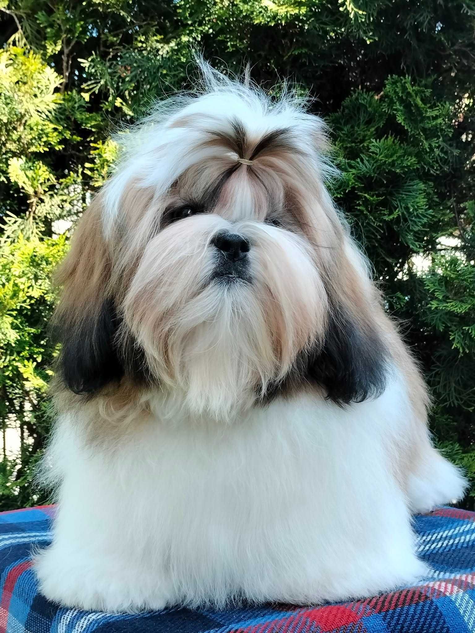 Śliczny odchowany piesek shih tzu ( ZKwP )