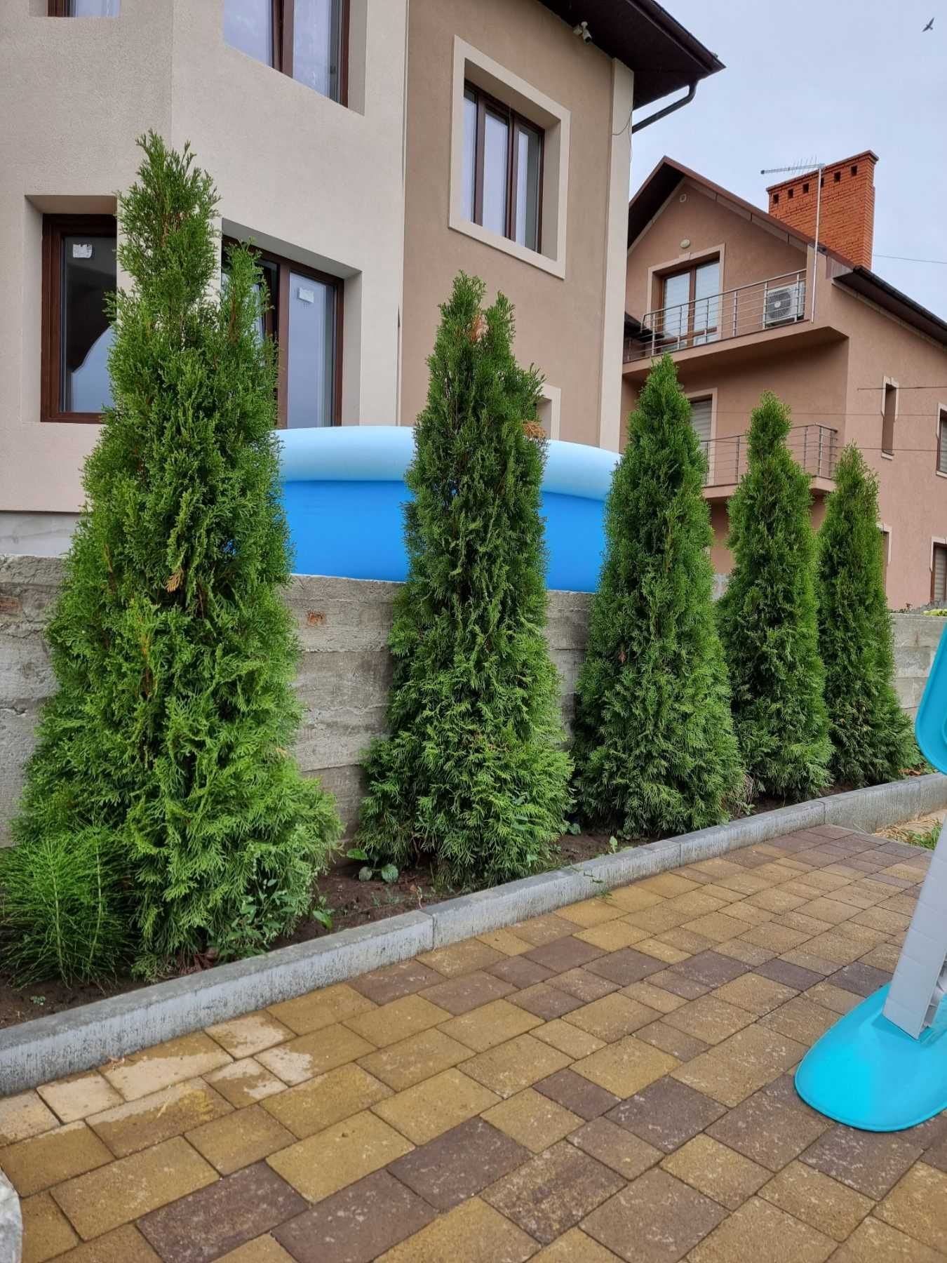 Туя Смарагд 1 м + 1.70 фінальний розпродаж поля