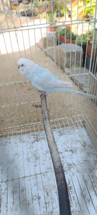 Periquito celeste diluído asa clara