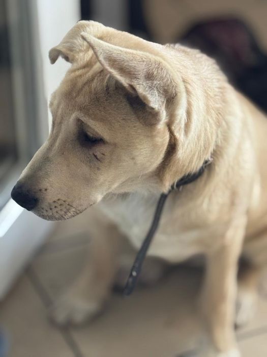 Цуценя собака щеня