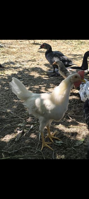Galos/galinhas Leghorn jovens 4 meses