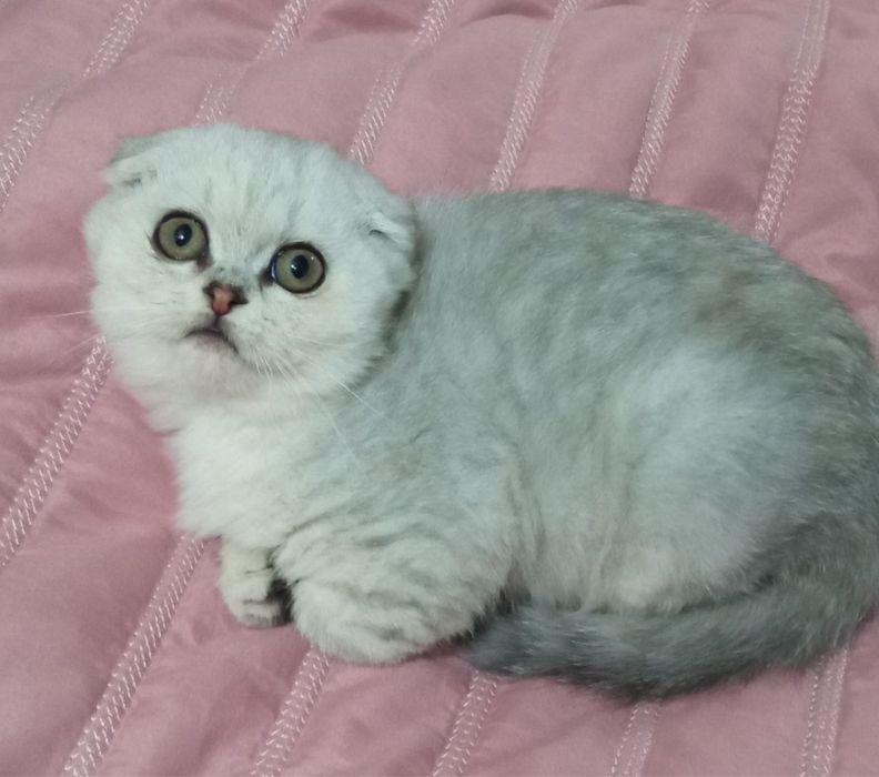 Шиншила-котик