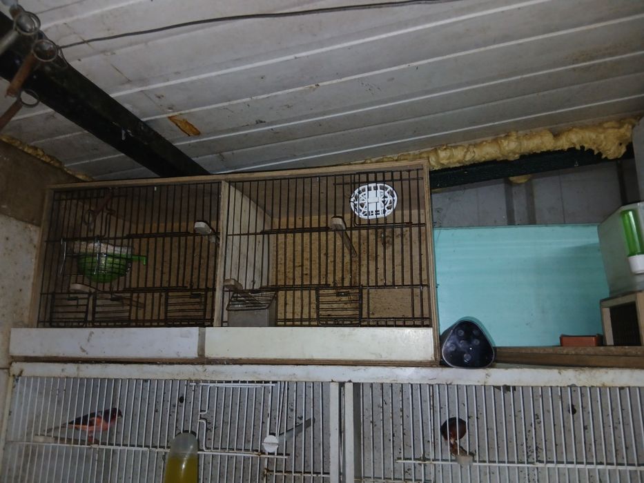 Passaros e  viveiros