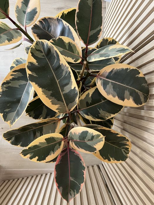 Planta Ficus Elastica Tineke
