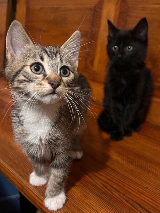 Koty do oddania. Modliborzyce