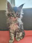 Gino kocurek Maine coon