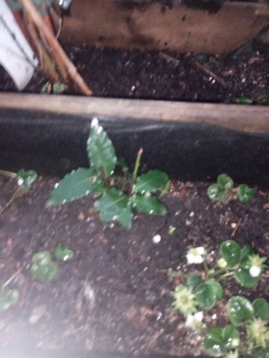 Morangueiros 10 pés soculentas terra Sardinheiras louleiros