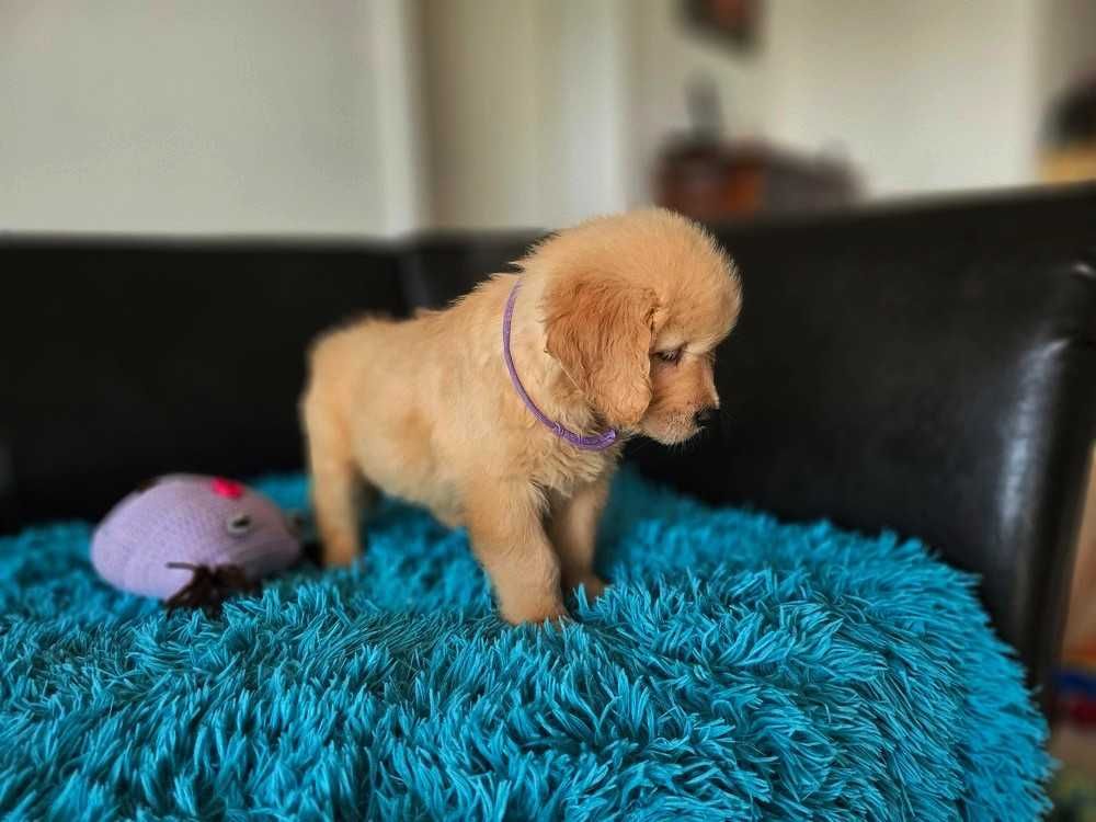 GOLDEN RETRIEVER- złote i ciemnozłote, ZKwP,FCI, po championach