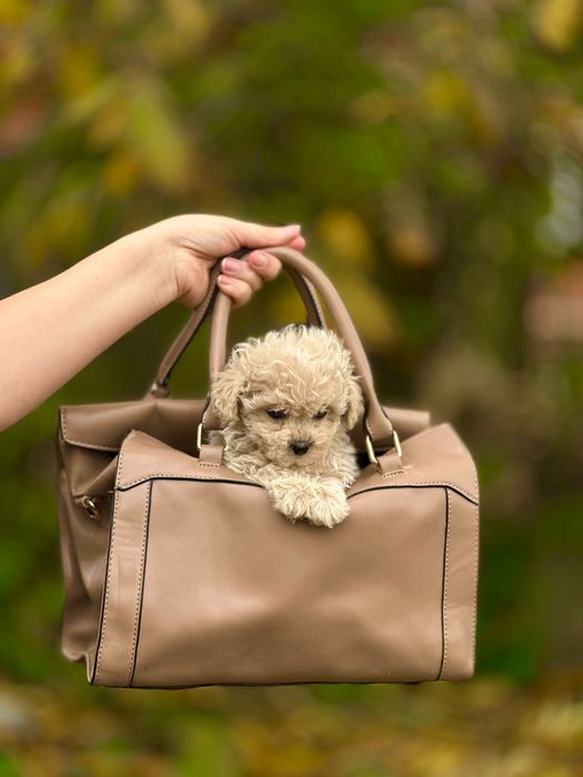 Мальтіпу красуню карамельна дівчинка принцеса. Мальтипу є різні