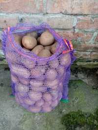 Домашня картопля рожева велика смачна в Луцьку