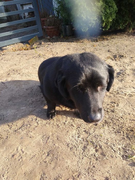 Oddam pieska Sebusia