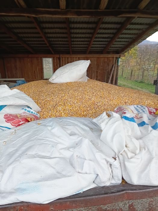 Продам кукурудзу