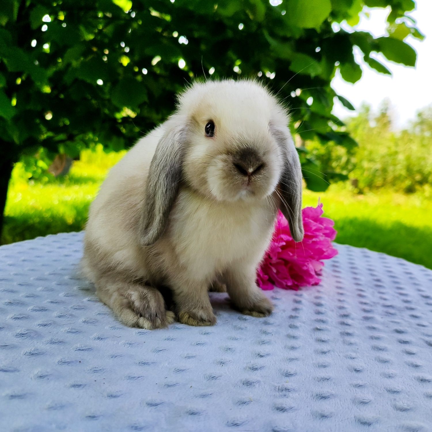 Mini lop rasowy metryka legalna hodowla miniaturka baranek