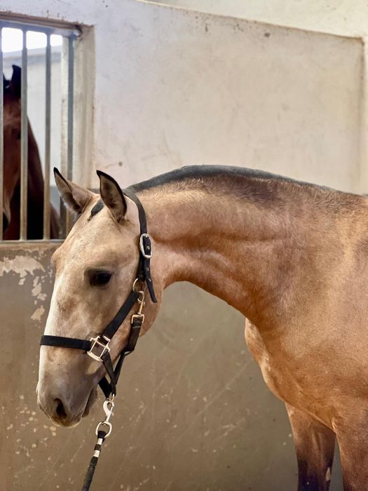 Poldro PSL de 1 ano linhas Dressage internacional