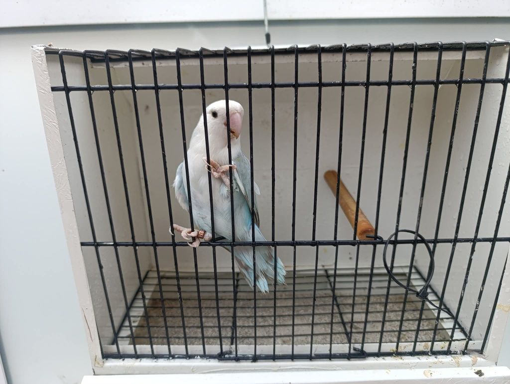 Agapornis Longfeathers (preços mp)