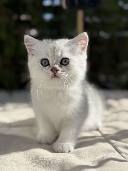 Kot brytyjski kotka krótkowłosa