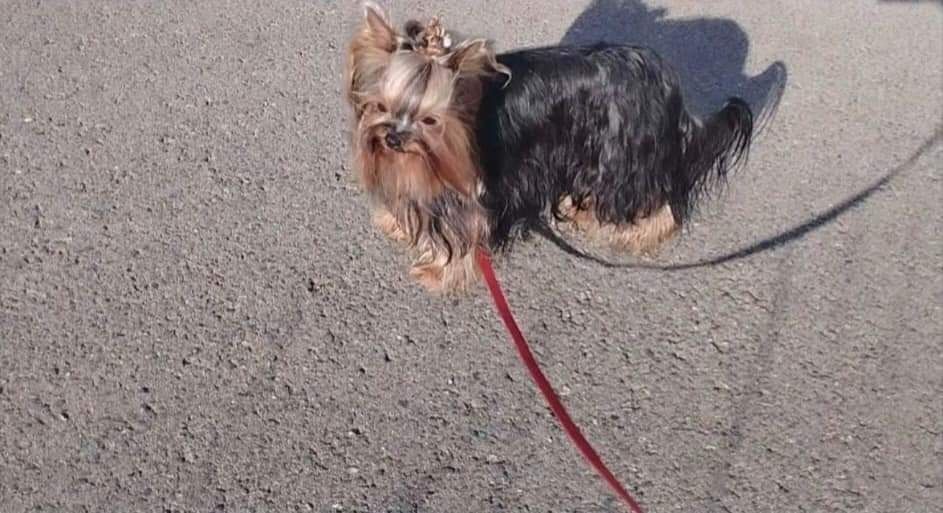 York Yorkshire terrier Typ laleczki rodowód microchip wyprawka