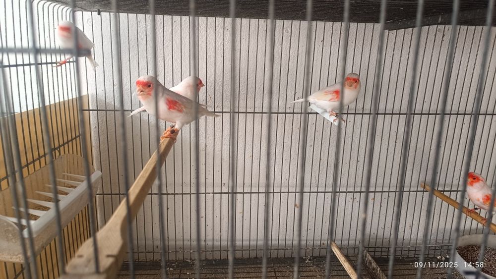 Canários vermelho mosaico femea