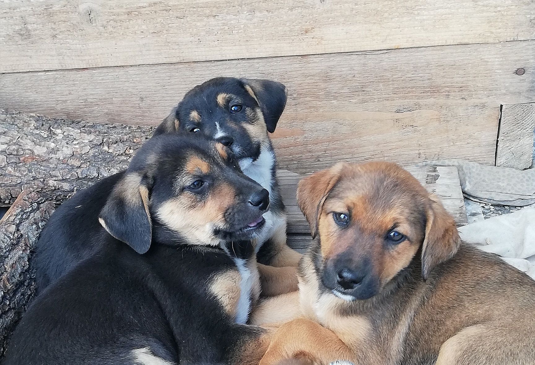 Собаки Цуценята  - два пацана і дві гламурні дівчинки