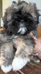 Ostatnia suczka shih tzu szuka nowego domku