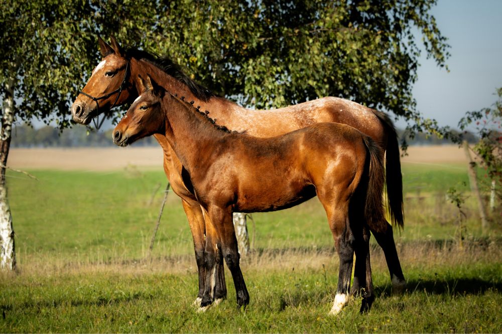 Ogier ogierek małopolski odsadek rasa małopolska