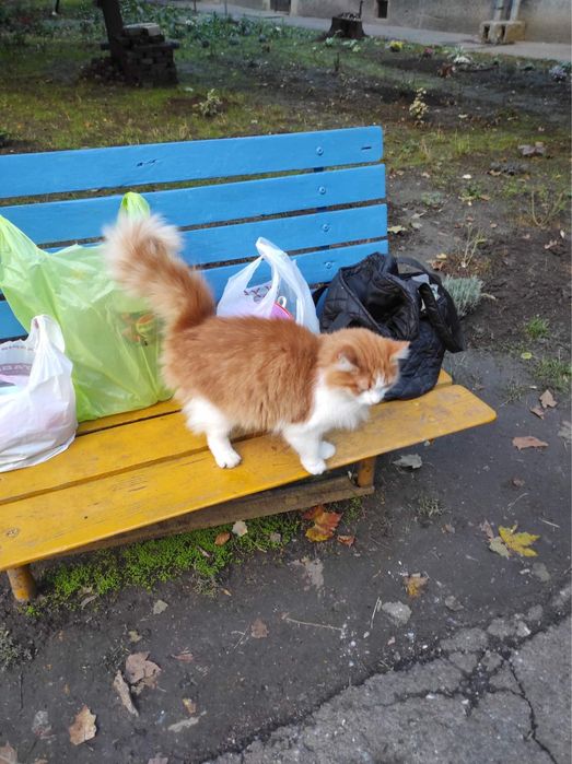 Котик,бесплатно,в добрые руки