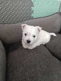 West Highland white terrier