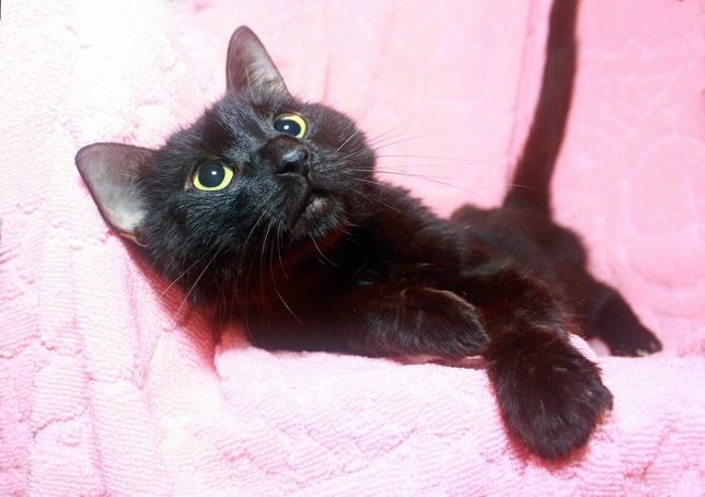 Кошечка Багира прекрасного черного окраса, 1 годик Кошка