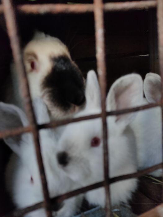 . Продам кроликов