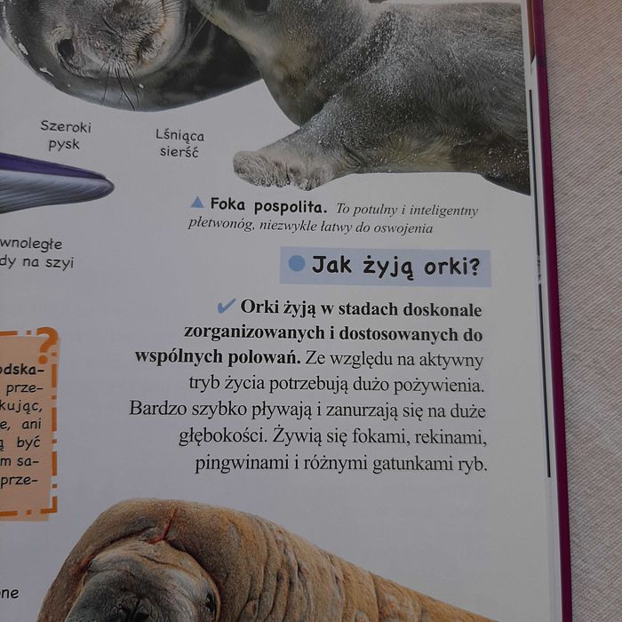 Książka pt.: "Księga pytań"