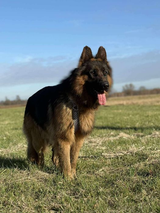 Kolins roczny owczarek niemiecki długowłosy do adopcji