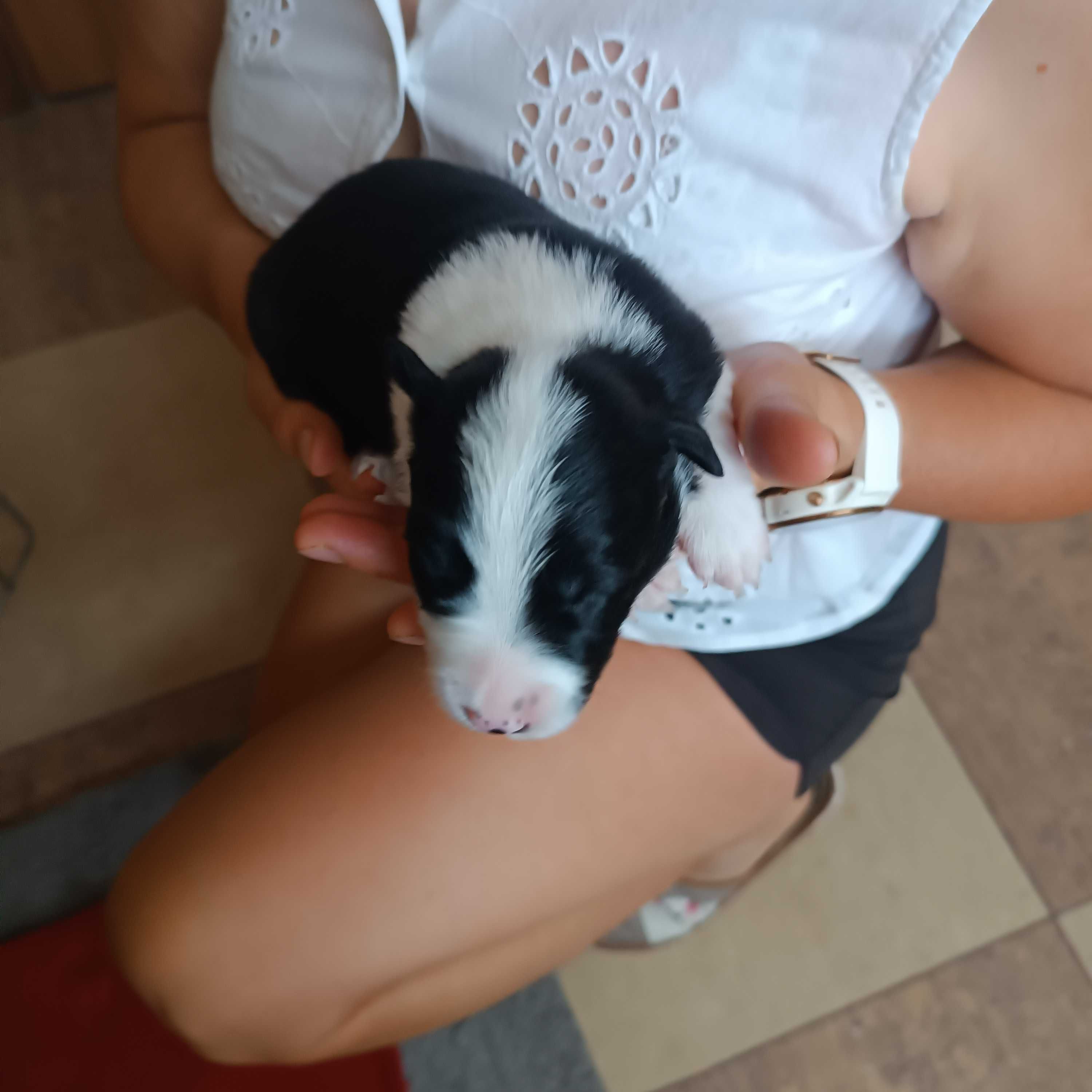 Border Collie z rodowodem