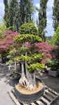 Ficus Microcarpa Bonsai
