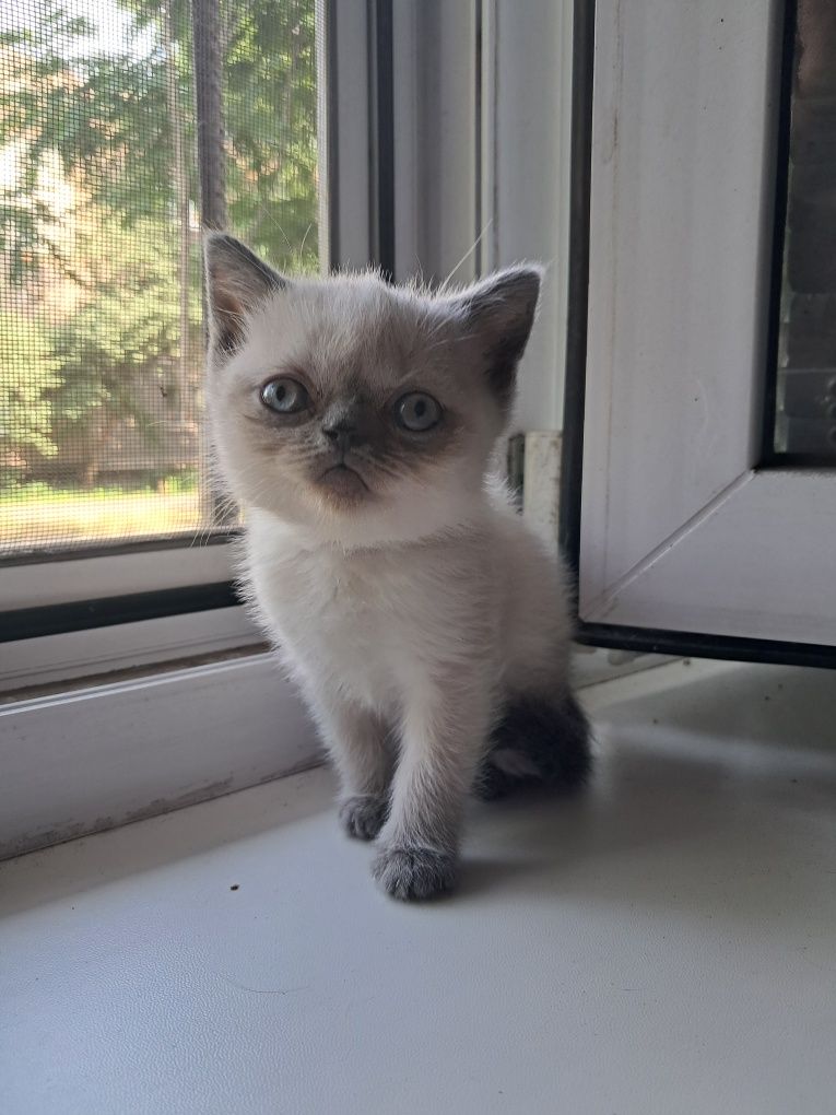 Шотландские котята.Котята.Породистые котята