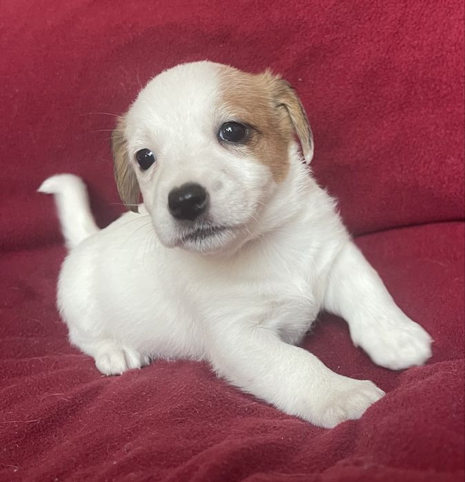 Цуценя Джек рассел терʼєр. Дівчинка