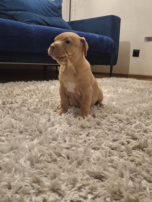 Suczka Pitbull Red Nose