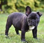 Buldog Francuski ZkwP FCI Piesek