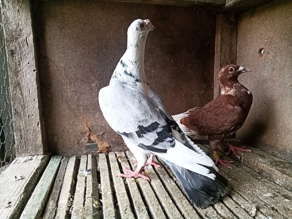 Staropolskie gołębie