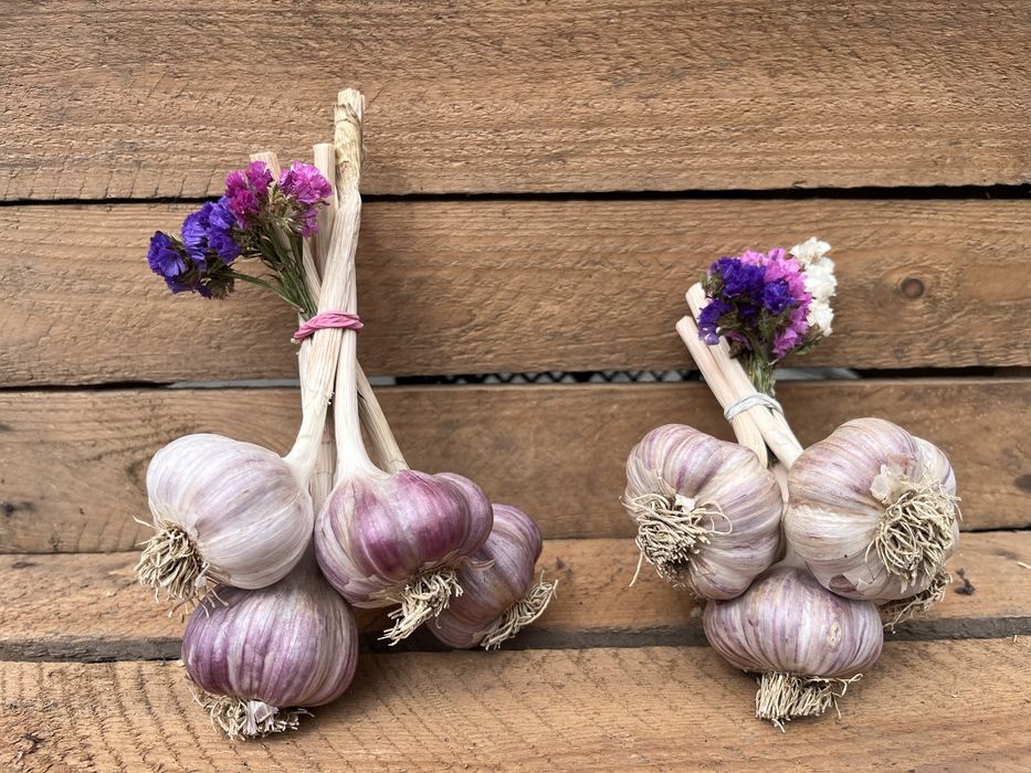 Czosnek z własnej uprawy