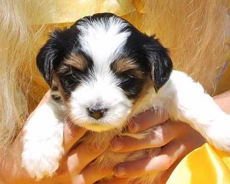 Biewer Yorkshire Terrier .
