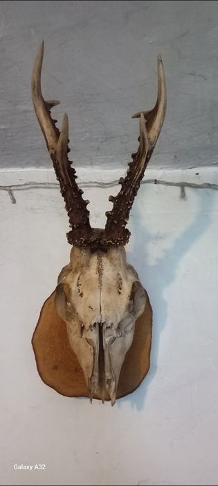 Роги косулі,цапа