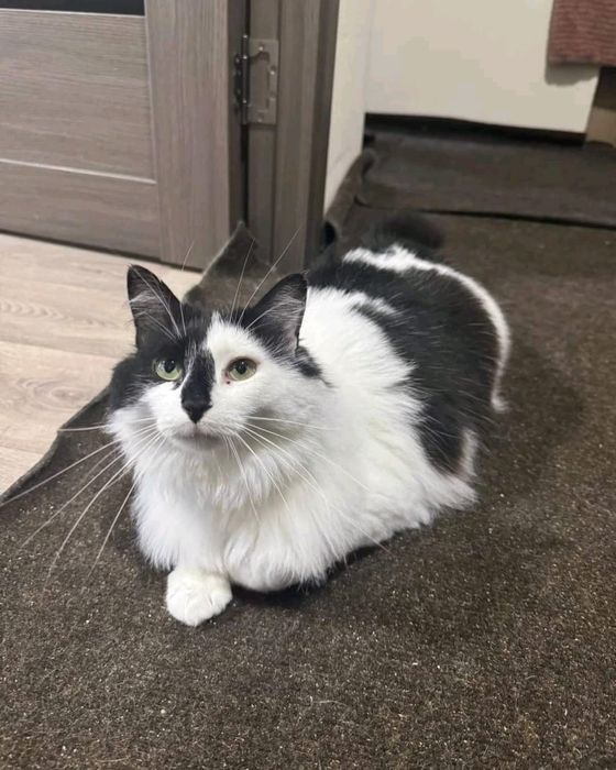 Красуні потрібна сім'я