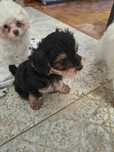 Yorkshire terrier piesek o unikatowej urodzie