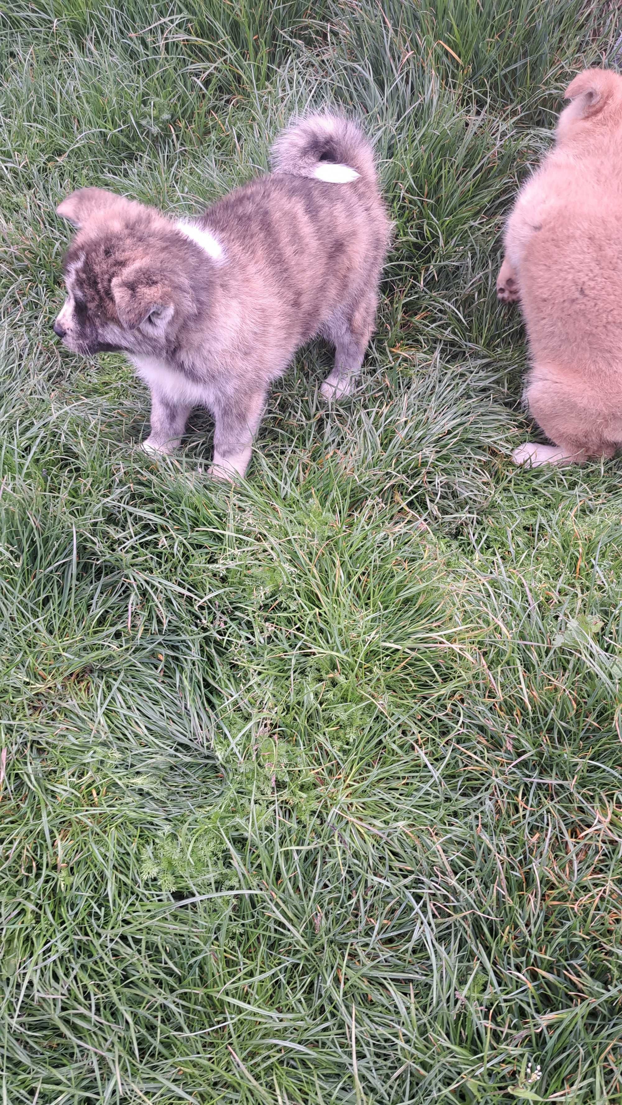 Akita inu sprzedam suczka
