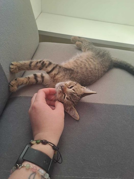 Mały Dali czeka na swój dom