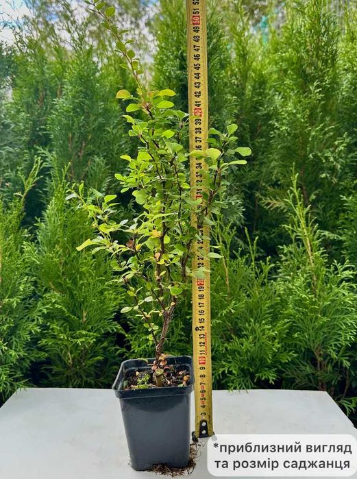 Саджанці барбарису Адмірейшн + Подарунок