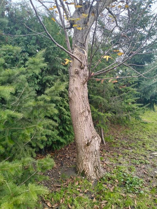 Sprzedam pień orzecha włoskiego